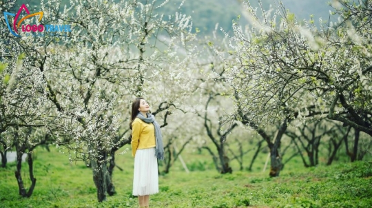 Hà Nội : Mù Cang Chải - Sapa - Lai Châu Điện Biên - Sơn La - Mộc Châu - Mai Châu 5N4Đ